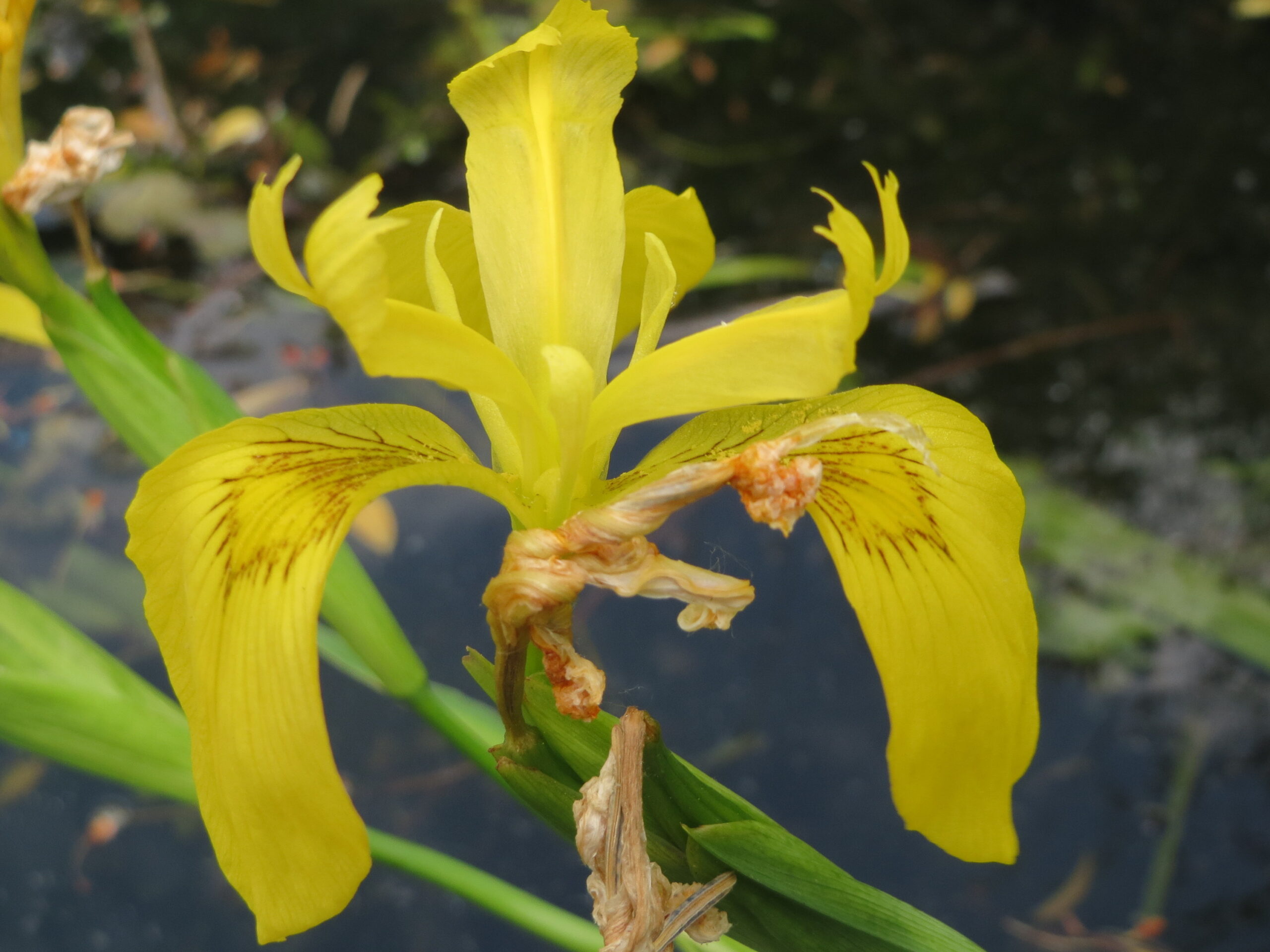 Fleur jaune de l&apos;iris des marais